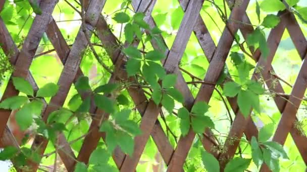 Деревянный забор с чересстрочными ветвями — стоковое видео