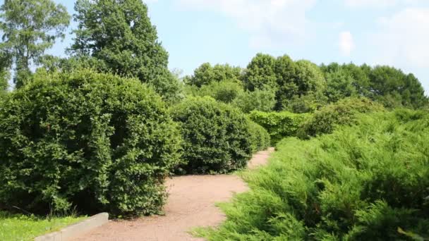 Sandy sökvägen i parken med gröna buskar — Stockvideo