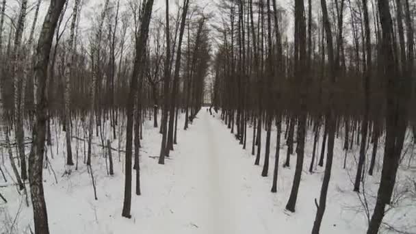 Insnöade gränd i park — Stockvideo