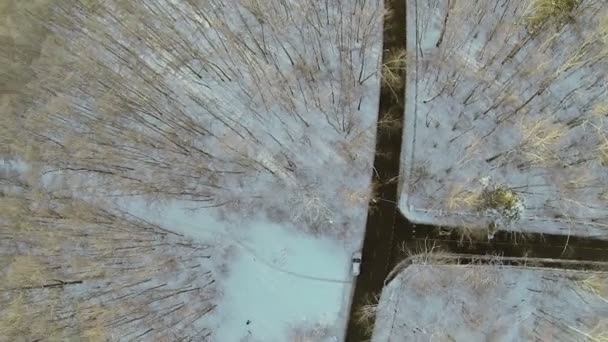 Cruce en forma de T en el bosque — Vídeos de Stock