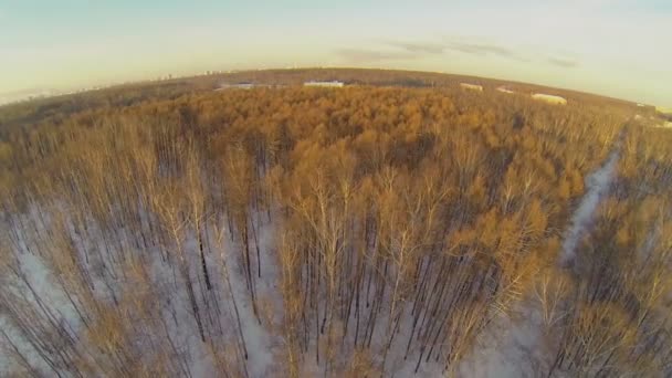 Bosque y paisaje urbano en el horizonte — Vídeo de stock