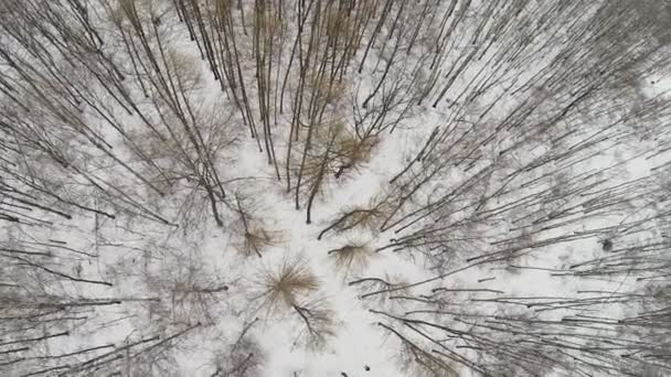 Parque nevado no dia de inverno — Vídeo de Stock