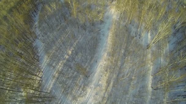 Madera de abedul cubierta de nieve — Vídeo de stock