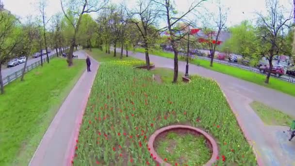 Blumenbeet mit Blumen am Boulevard — Stockvideo