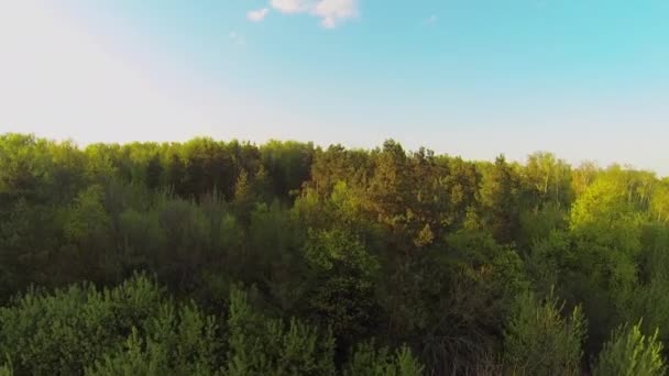 Floresta com casas entre árvores — Vídeo de Stock