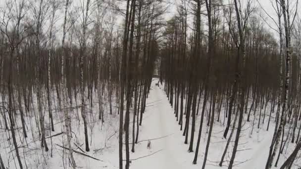Снігова алея в парку — стокове відео