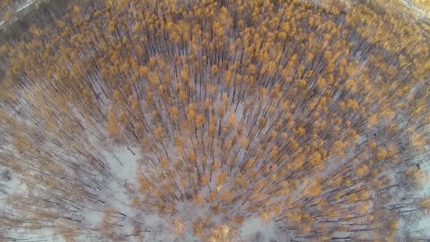 Bosque con paisaje urbano en el horizonte — Vídeos de Stock