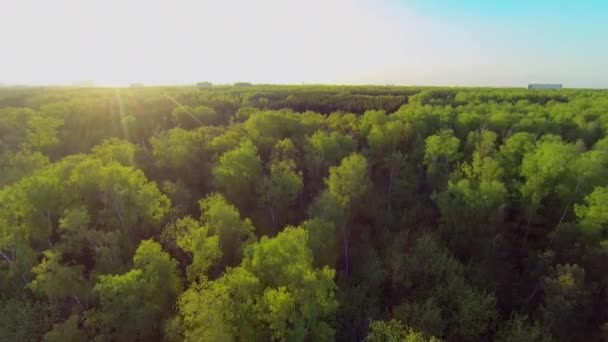 Посадка дерев шахи — стокове відео