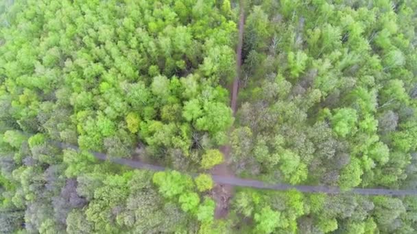 Drzewa z zielonych liści — Wideo stockowe