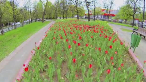 Red and yellow flowers — Stock Video