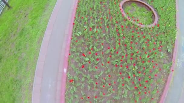 Rote und gelbe Blumen — Stockvideo