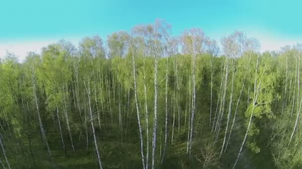 Bosque de abedul con follaje verde — Vídeos de Stock