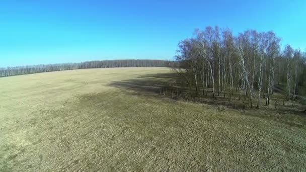 Bosque en el borde del campo con senderos — Vídeos de Stock