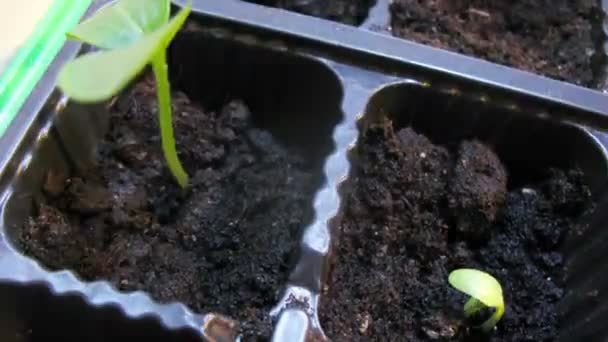 Crescer brotos de plantas verdes em caixas . — Vídeo de Stock