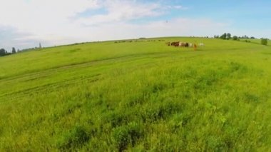 At sürüsü çim sahada