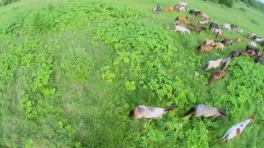 Kovboy at çim sahası tarafından sürücüler. 