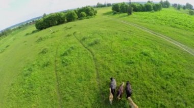 Atları ot sahada yer. 