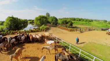 İnsanlar arasında atlar muhafaza içinde yürümek 