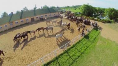 Çiftlikte muhafaza içinde atlar