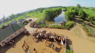 Atlara saman yemek ve muhafaza tarafından yürümek