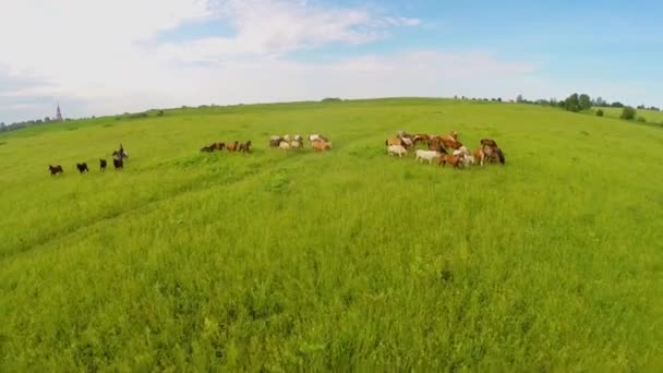 Cavaleiro dirige rebanho por campo de grama — Vídeo de Stock