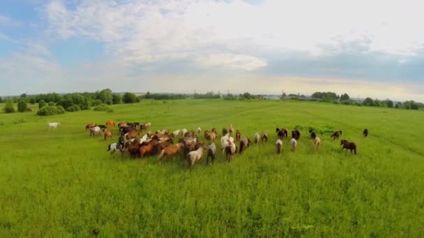 Csordás meghajtók lovak füves területen — Stock videók