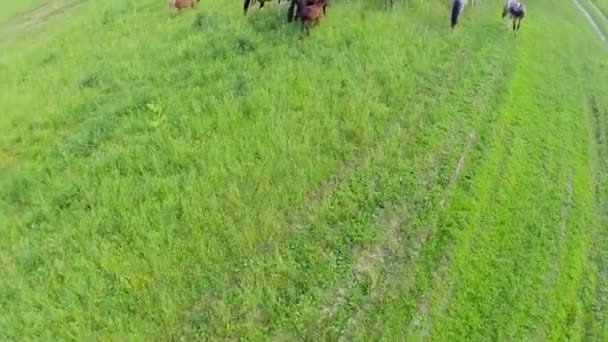 Drover on horse drives herd — Stock Video