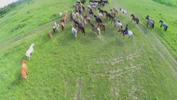 Horses gallop driven by herdsman — Stock Video