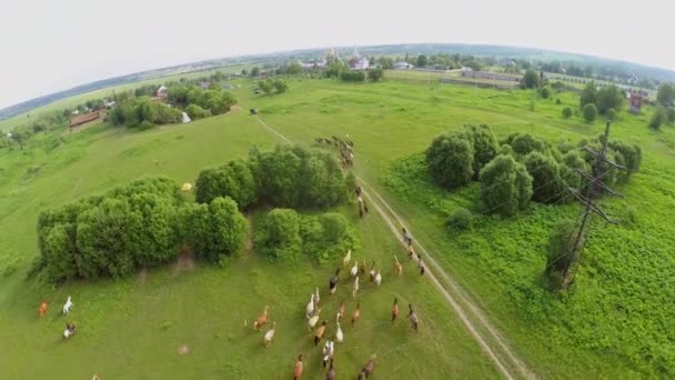 Hirte treibt Pferde durch Wiese — Stockvideo