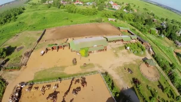 与马在村庄附近的农场 — 图库视频影像