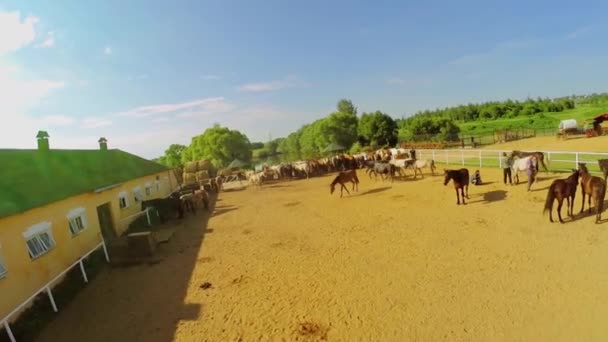 Horses walk by paddock on ranch — Stock Video