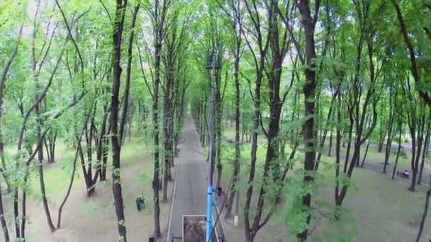 Alt ağaç dalları keser — Stok video
