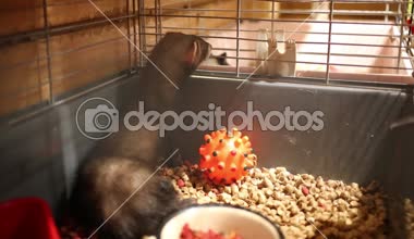 Küçük siyah su samuru