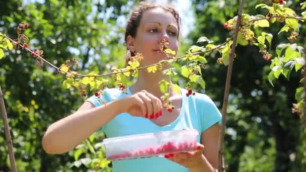 Žena sbírá maliny — Stock video