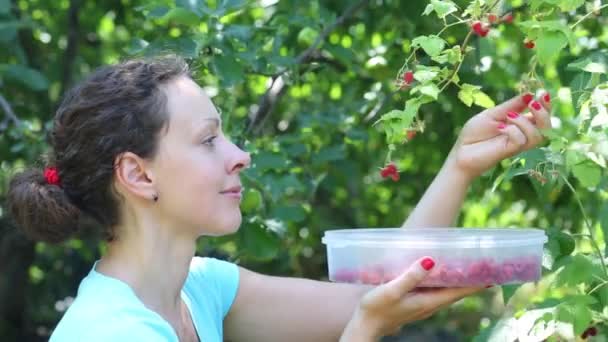 Mujer recoge frambuesas — Vídeos de Stock