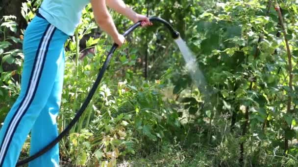 Женщина поливает малиновые кусты — стоковое видео
