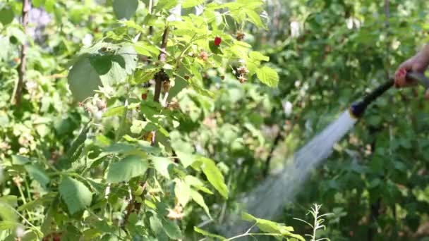 Woman hosing raspberries bushes — Αρχείο Βίντεο