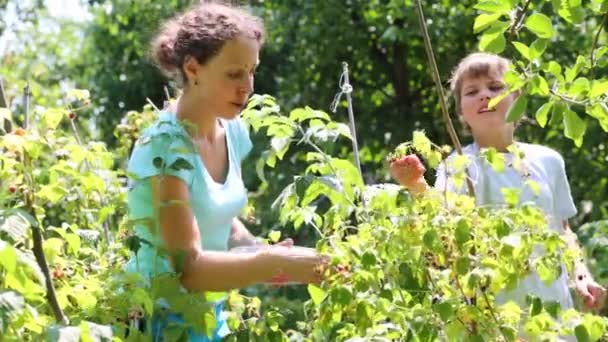 Moeder en zoon plukken frambozen — Stockvideo