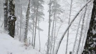 Karla kaplı ağaçlar ile yamaç