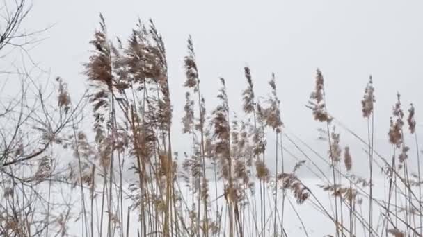 Des pointes qui flottent dans le vent — Video