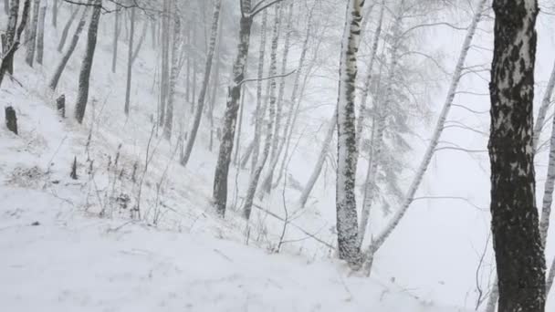 Bomen bedekt met sneeuw — Stockvideo