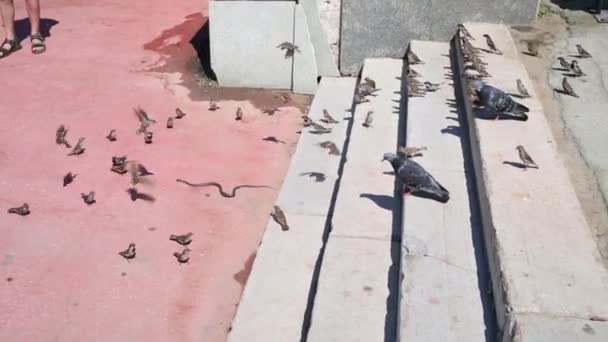 Serpiente de agua se arrastra junto a las escaleras y un montón de gorriones y palomas — Vídeo de stock