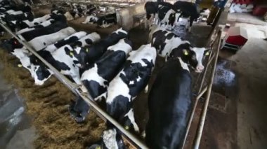 Metal bir mandıra katta ile hangarda birçok inekler.