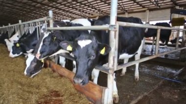 Çitler ve saman yemek istikrarlı göz inekleri.