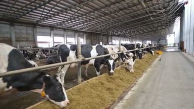 İstikrarlı yeme benekli inekler çitleri saman.