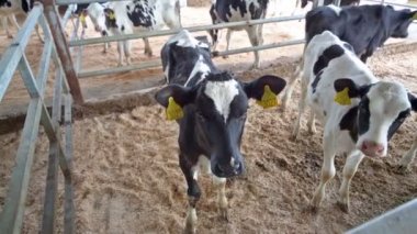 Siyah ve Beyaz benekli buzağılar kameraya arıyoruz.