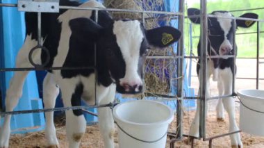 Bir otlaktaki süt çiftliğinde iki siyah beyaz buzağı..