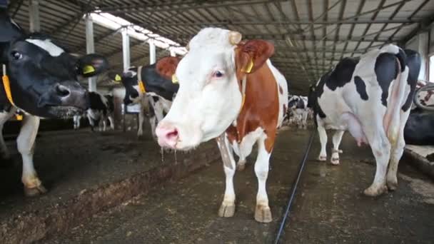 Strakaté krávy s popisky ve farmě se snaží fotoaparátu. — Stock video