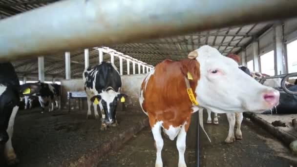 Krávy v hangáru s kovovou podlahou na mléčné farmě. — Stock video