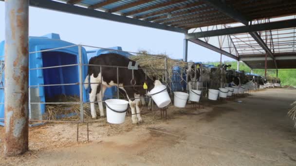 Bezerros está comendo em stall — Vídeo de Stock